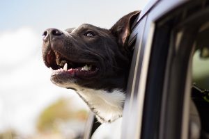 Transporter nos animaux de compagnie en toute sécurité